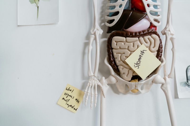 Anatomical illustration of the digestive system showing intestinal health
